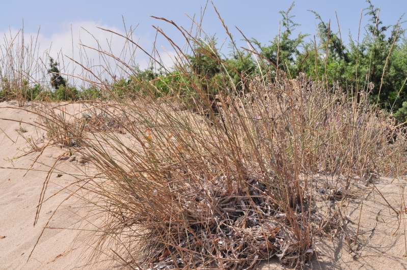 Ammophila arenaria? no, Elymus farctus